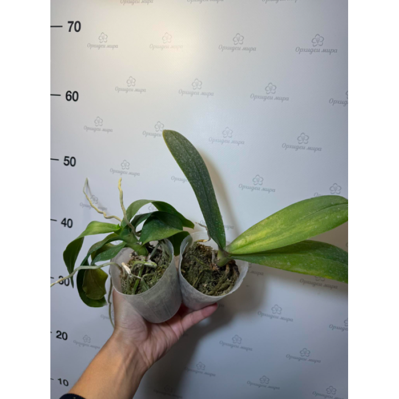 Орхiдея Phal. Ever Spring King метелик x Sogo Yukidian метелик